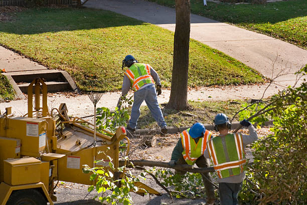 Professional Tree Removal in Cherry Grove, OH