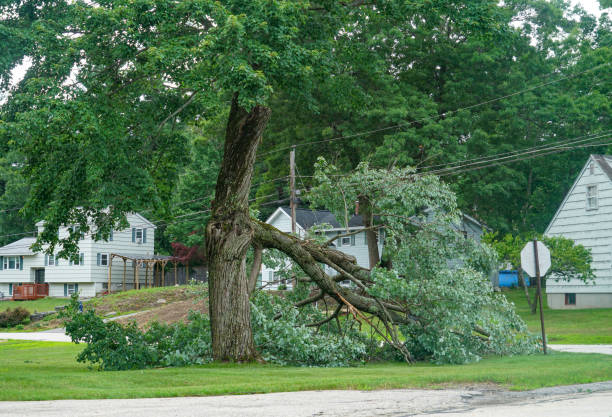 Best Tree Trimming and Pruning  in Cherry Grove, OH