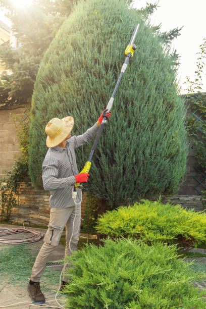 Best Arborist Consultation Services  in Cherry Grove, OH